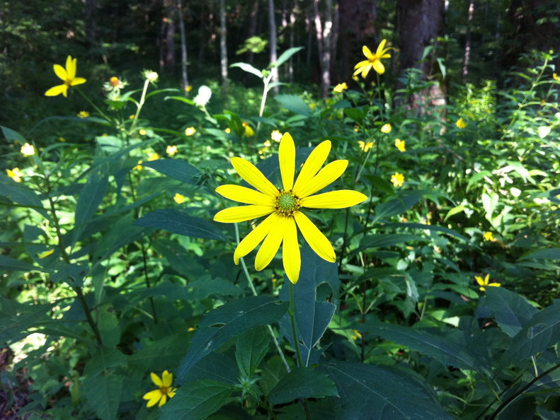 Sheltowee Trace, Red River Gorge